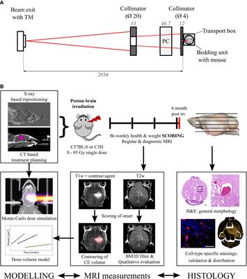 Late Side Effects in Normal Mouse Brain Tissue After Proton Irradiation